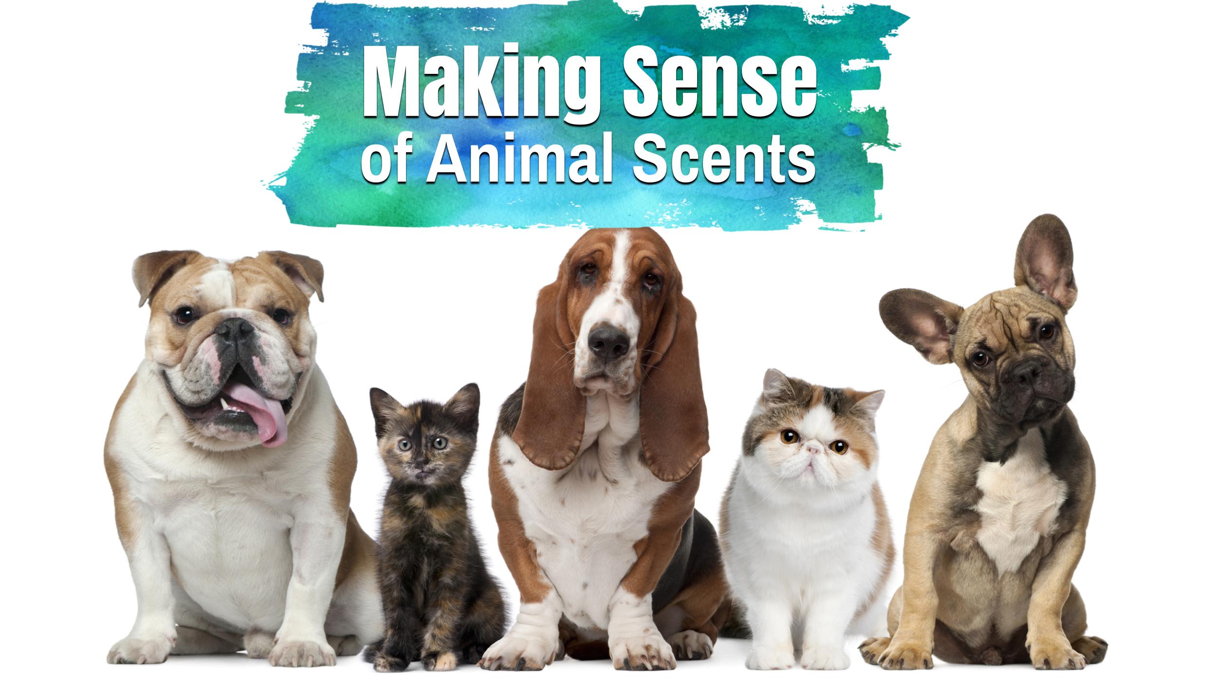 Making Sense of Animal Scents