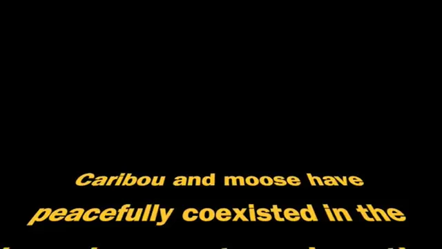 Will Mooses Curiosity Kill the Caribo...
