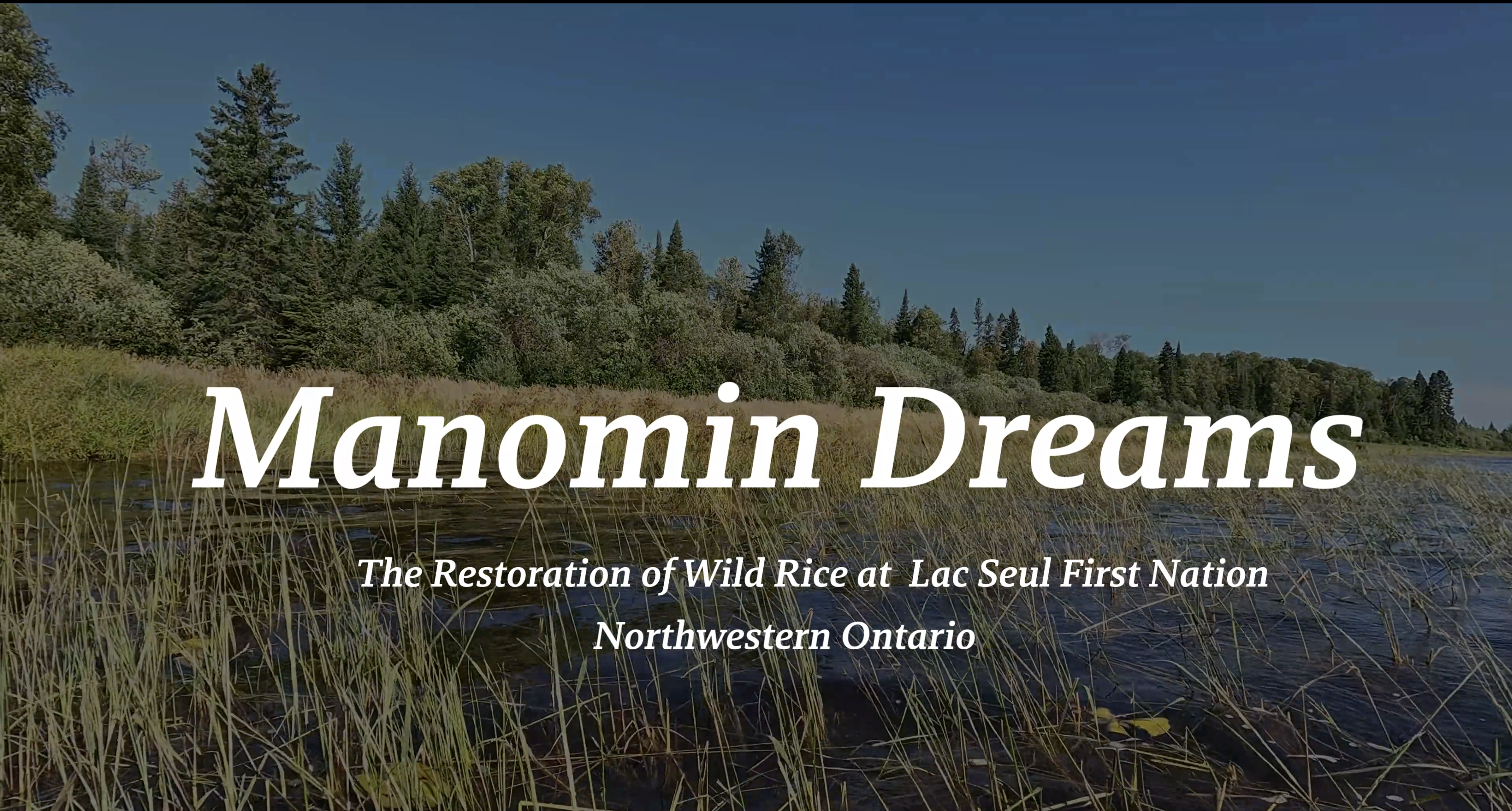 Manomin Dreams: The Restoration of Wild Rice at Lace Seul First Nation