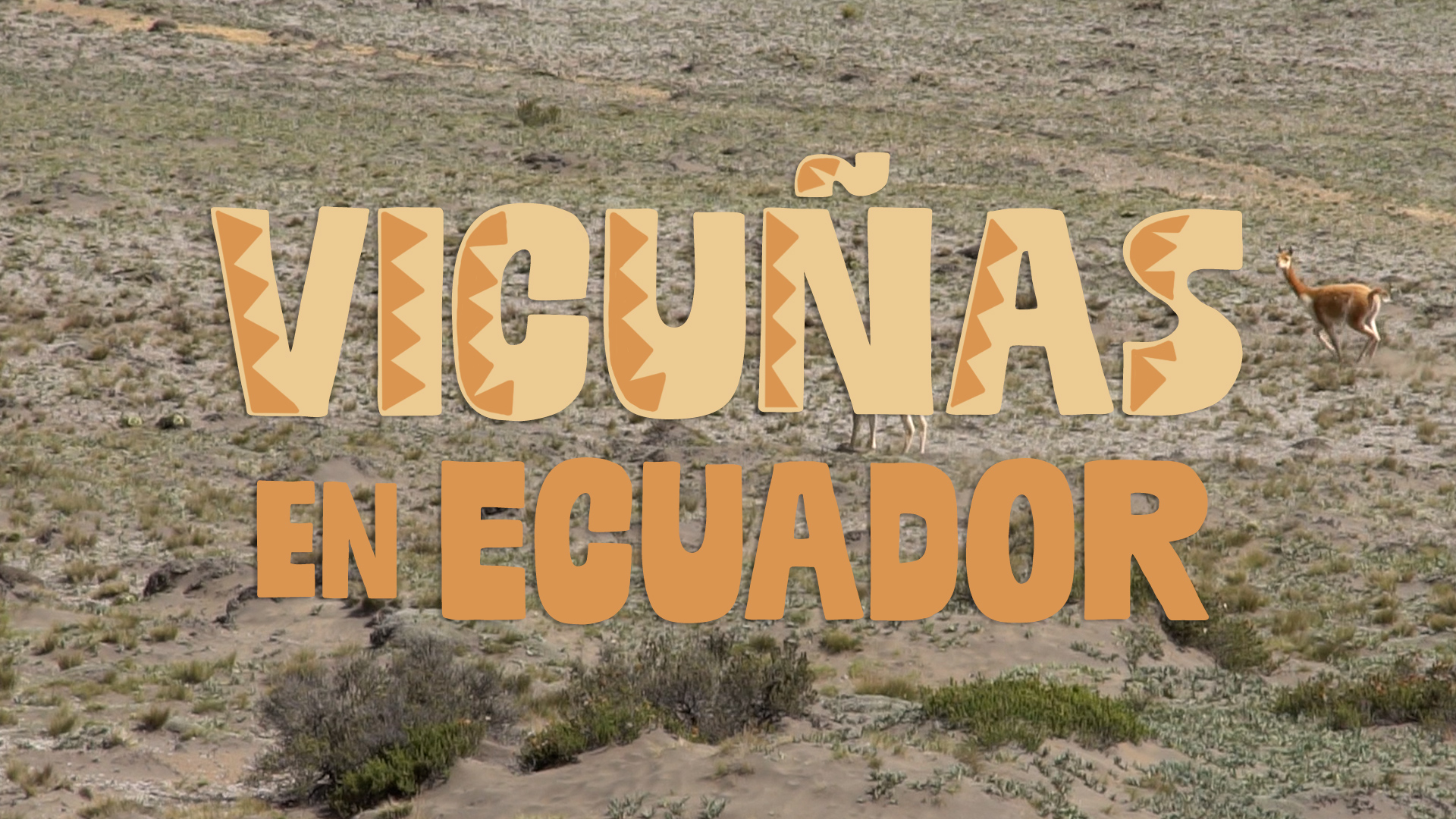 Vicuñas in Ecuador