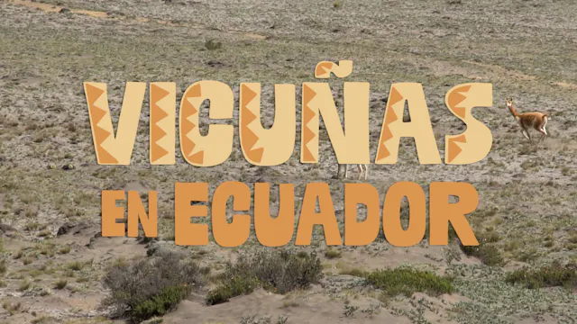 Vicuñas en Ecuador