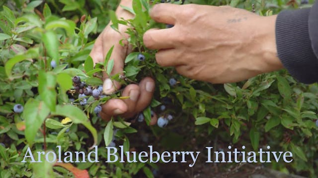 Aroland Blueberry Initiative 