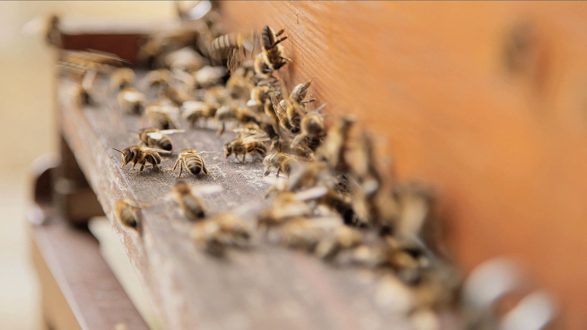 The Energy of the Bees