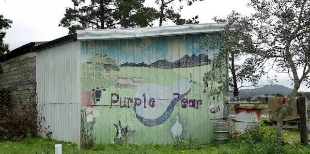 Purple Pear Permaculture Farm Tour
