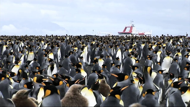 The King Penguin and the Bacteria