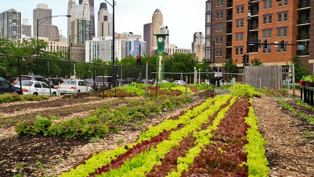 Growing Cities