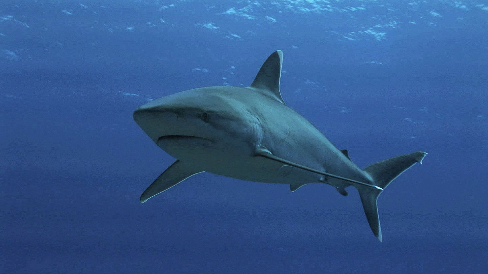 The Denticules of the Sea