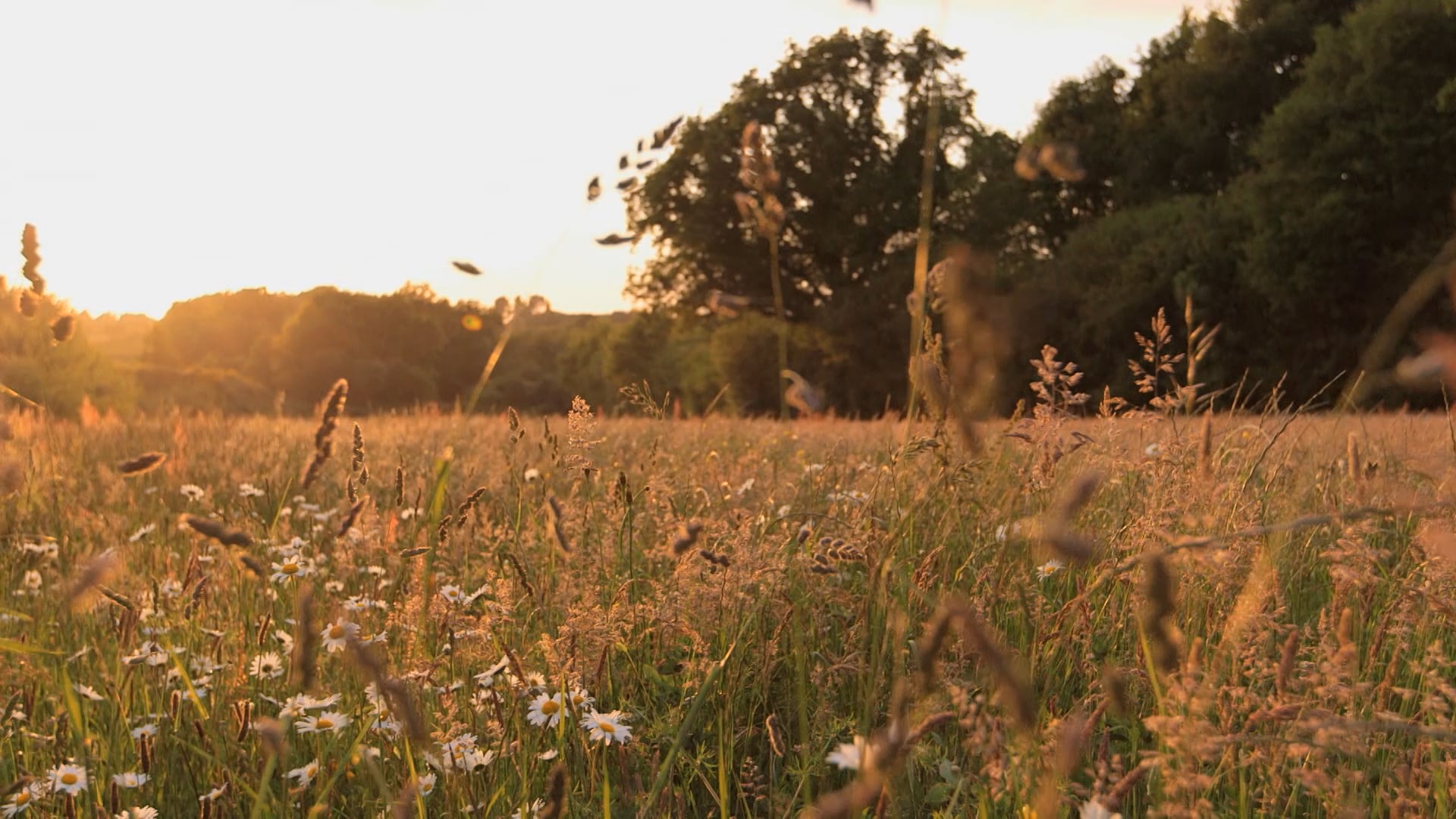 Like a fish in water