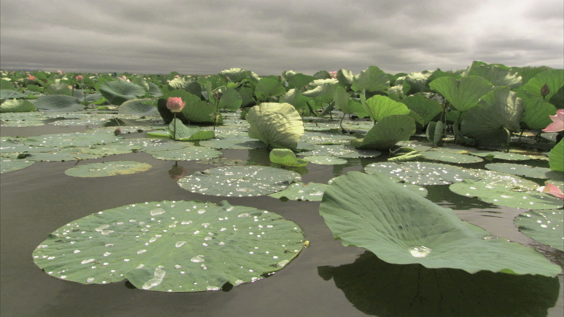 The Lotus and the Fakir