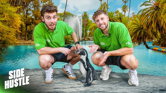 Side Hustle: London Zoo