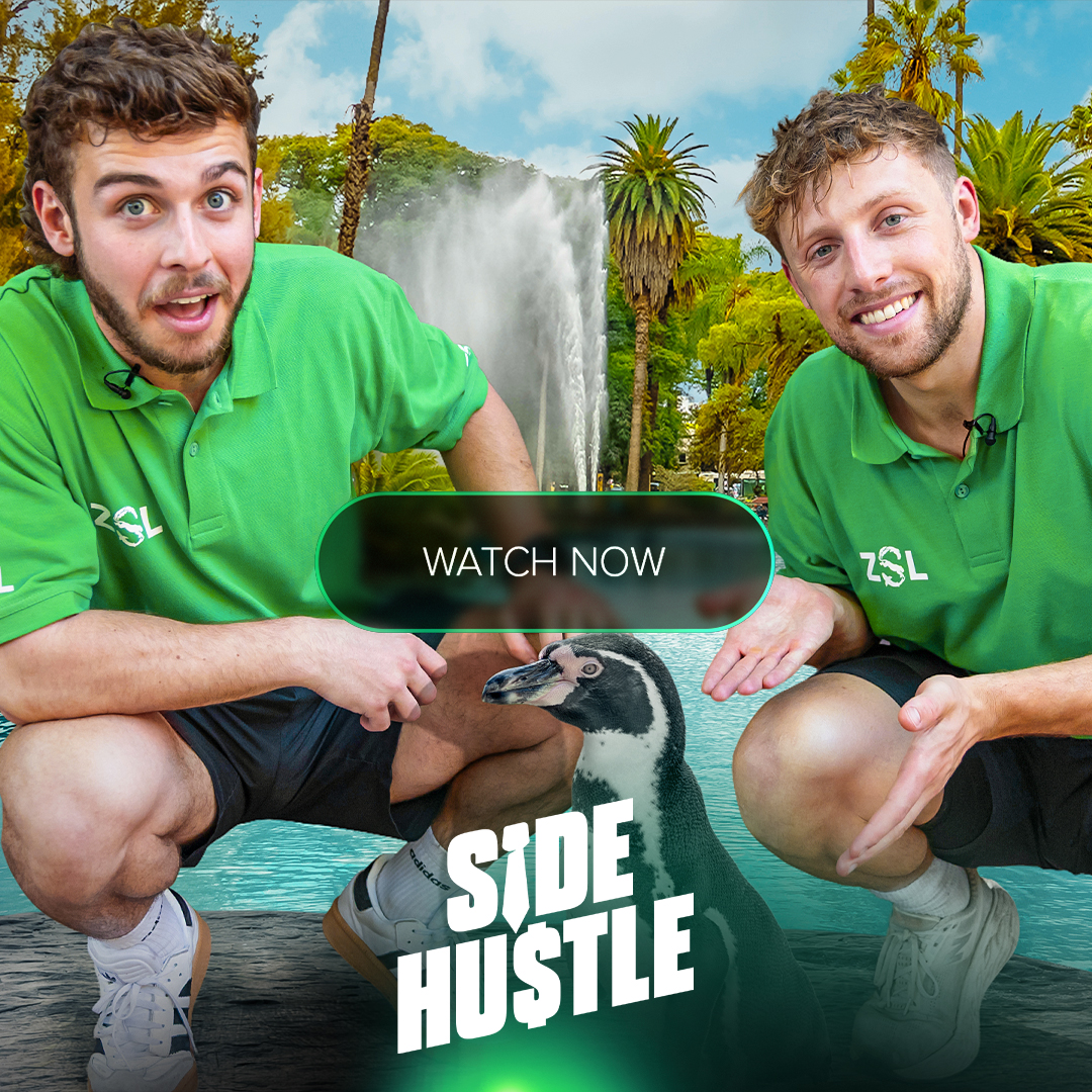 Side Hustle: London Zoo