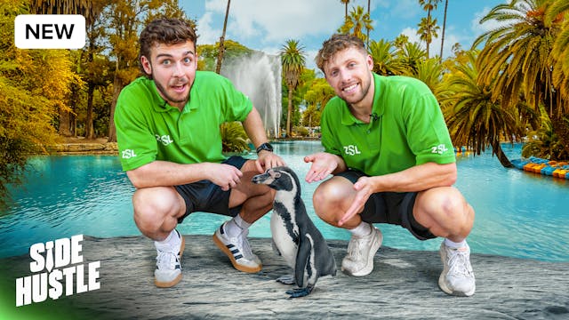 Side Hustle: London Zoo
