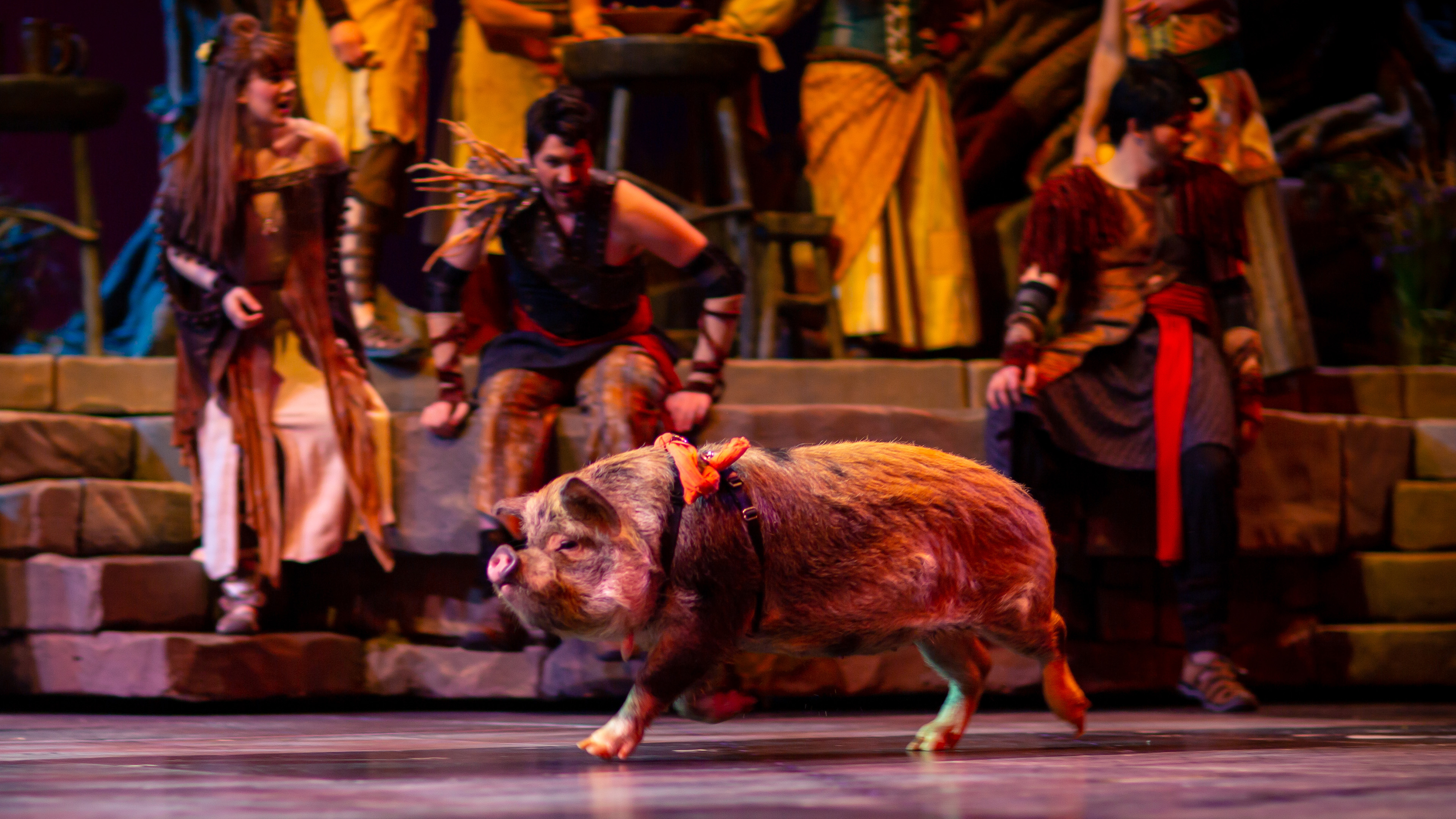 SAMSON | The Pig Race