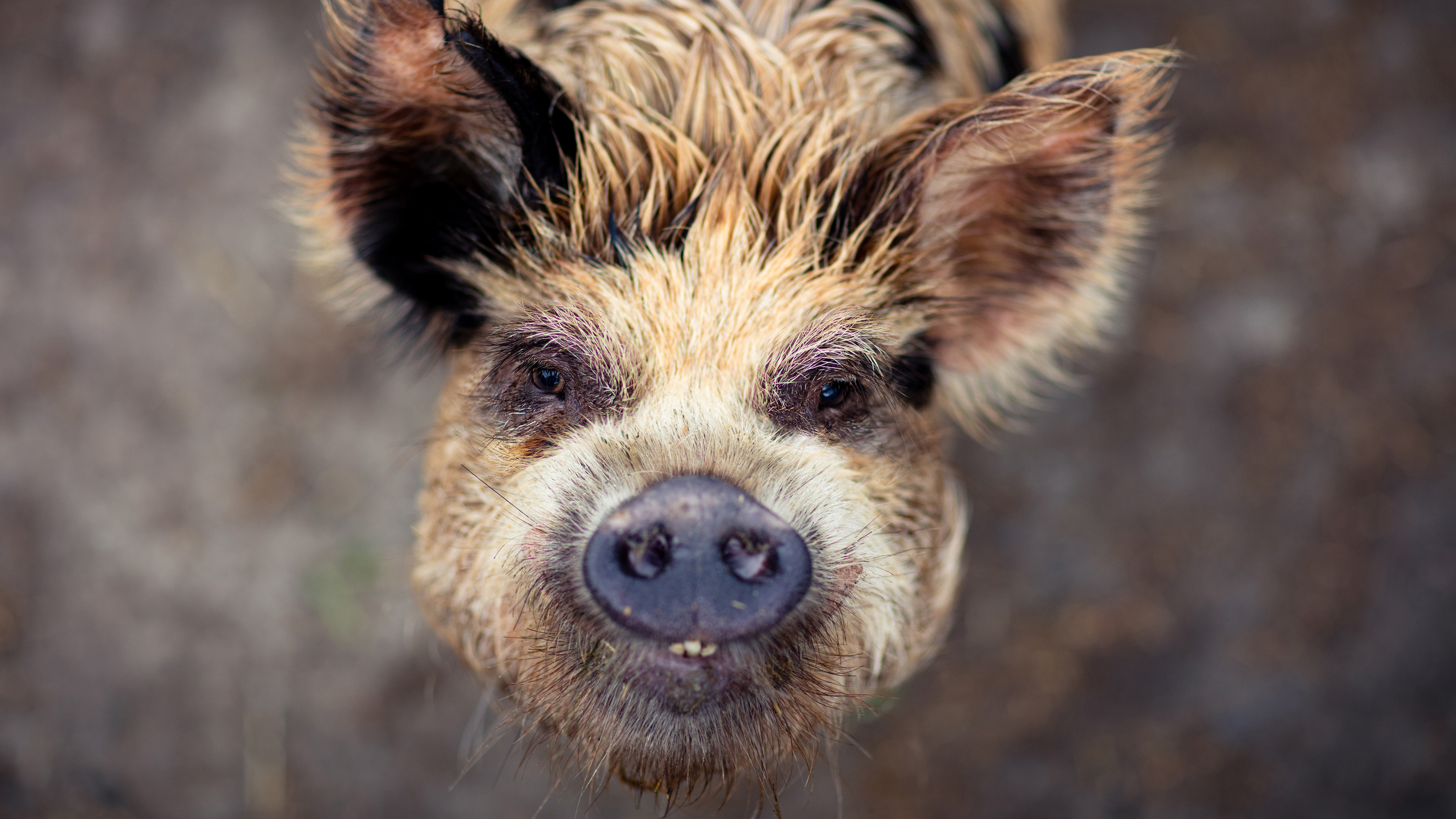 Hogging the Spotlight