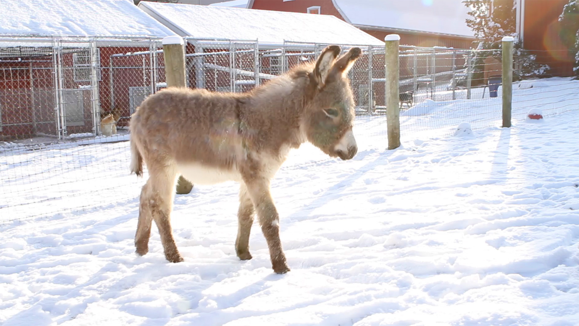 Buckles' First Snowfall