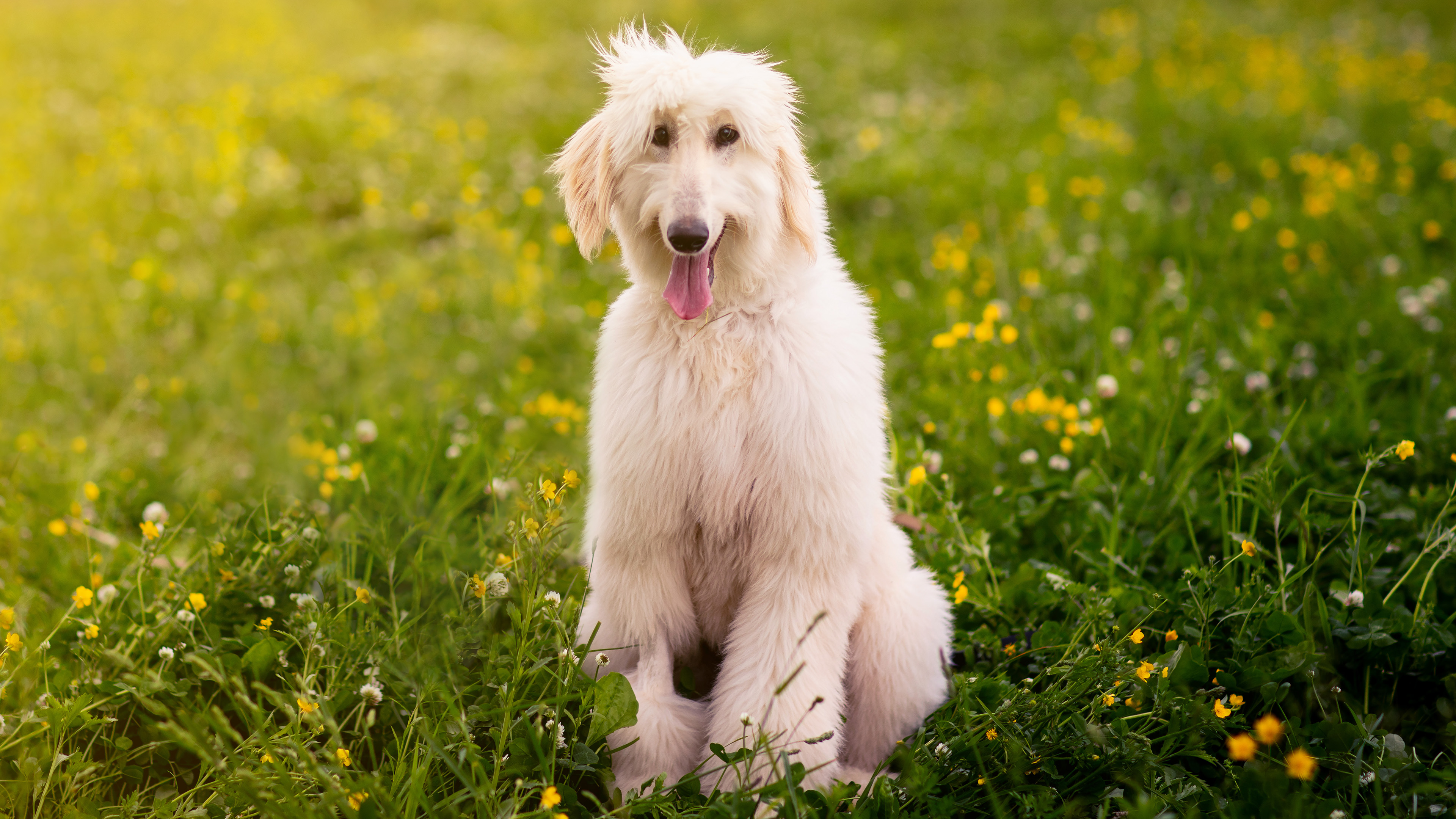 QUEEN ESTHER | Training the Animals