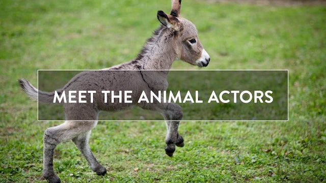 Meet the Animal Actors