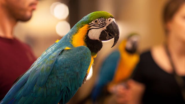 MOSES | Behind the Scenes: Animals, D...