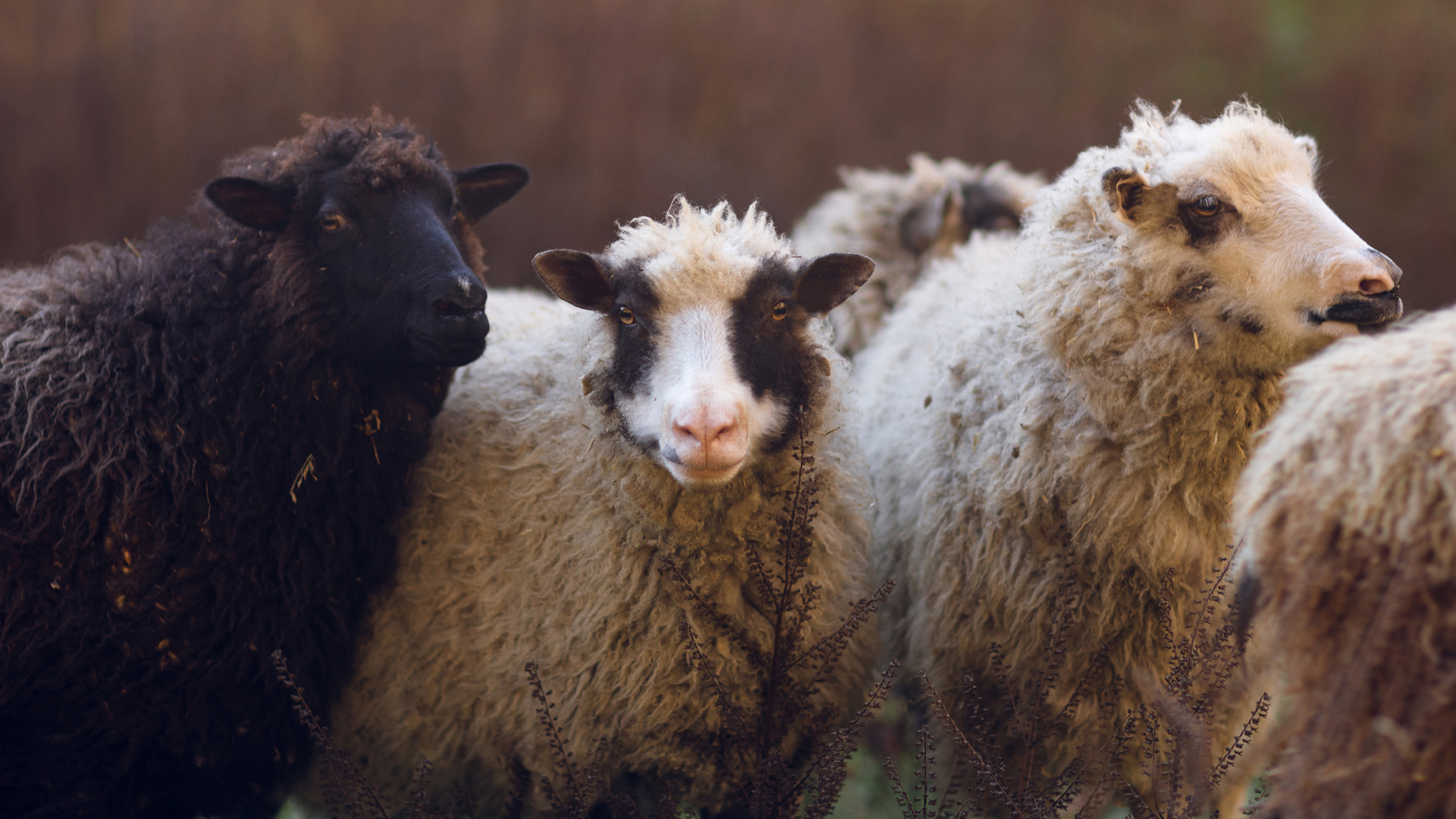 DAVID | Guiding the Flock