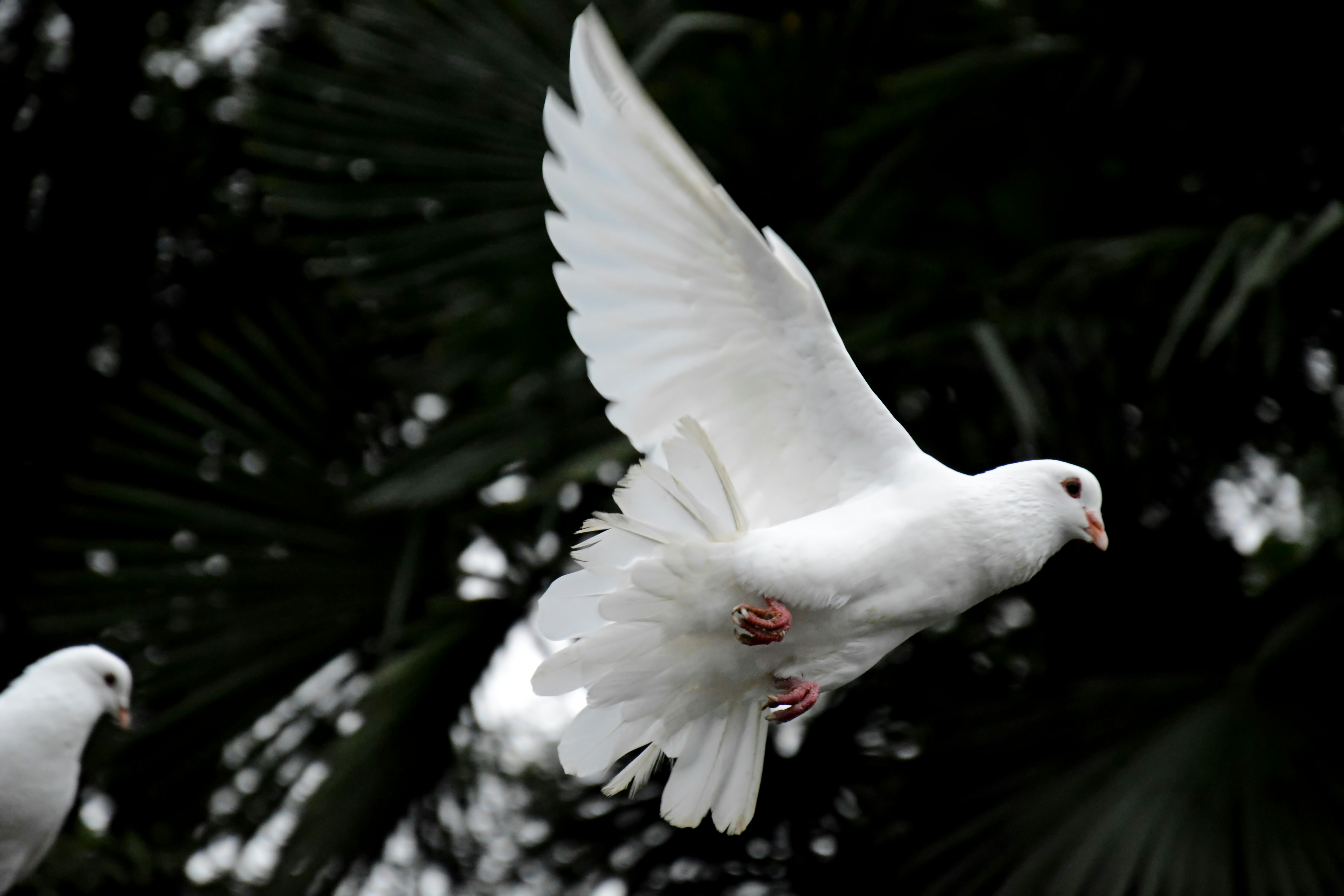 International Day of Peace