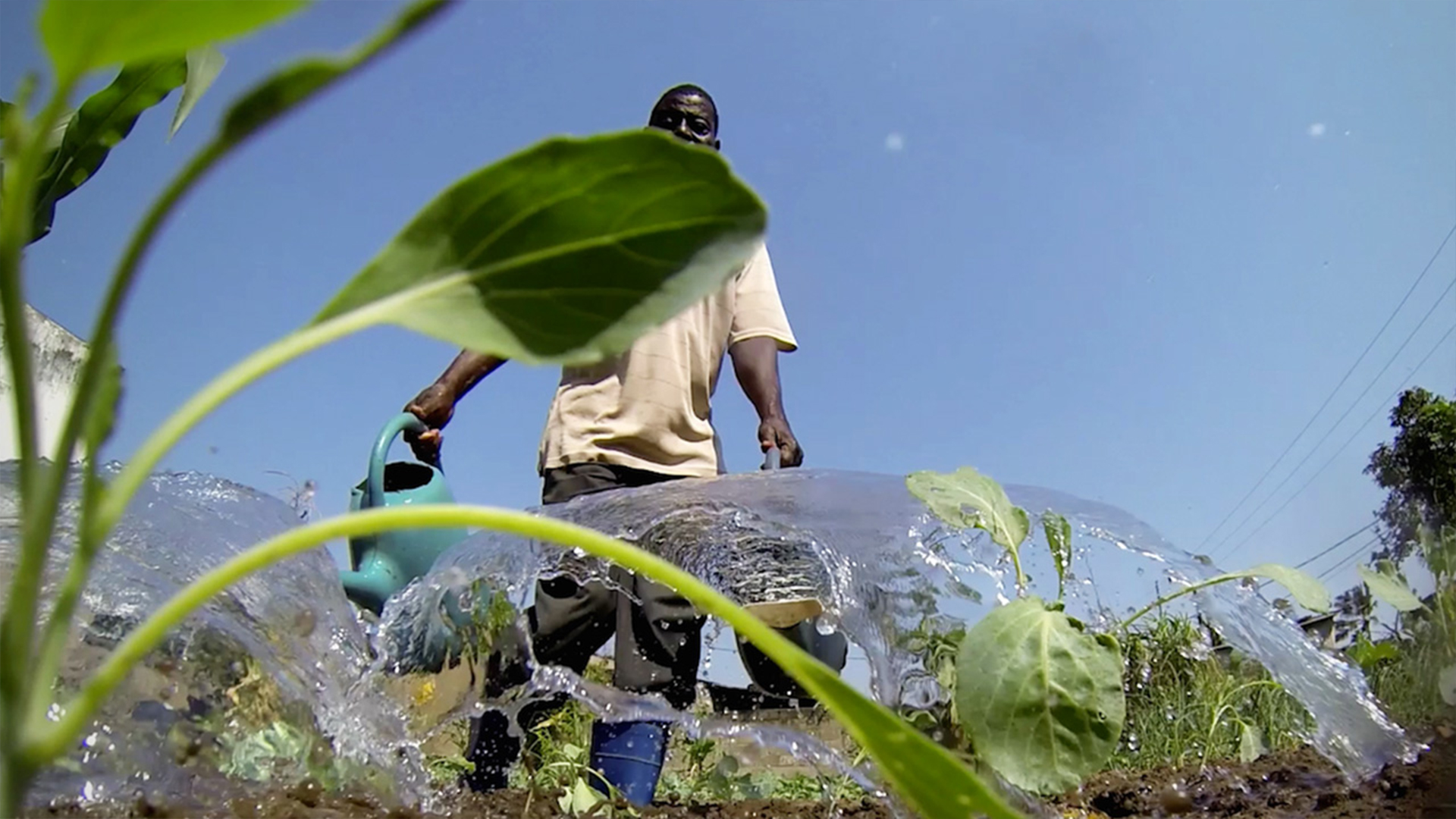 Food and Agriculture