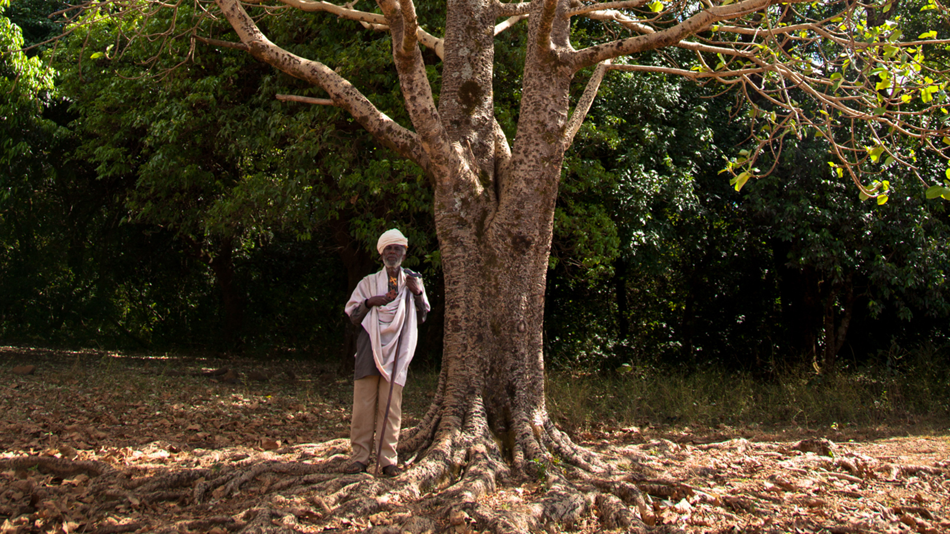 The Church Forests of Ethiopia