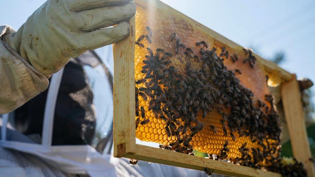 Detroit Hives