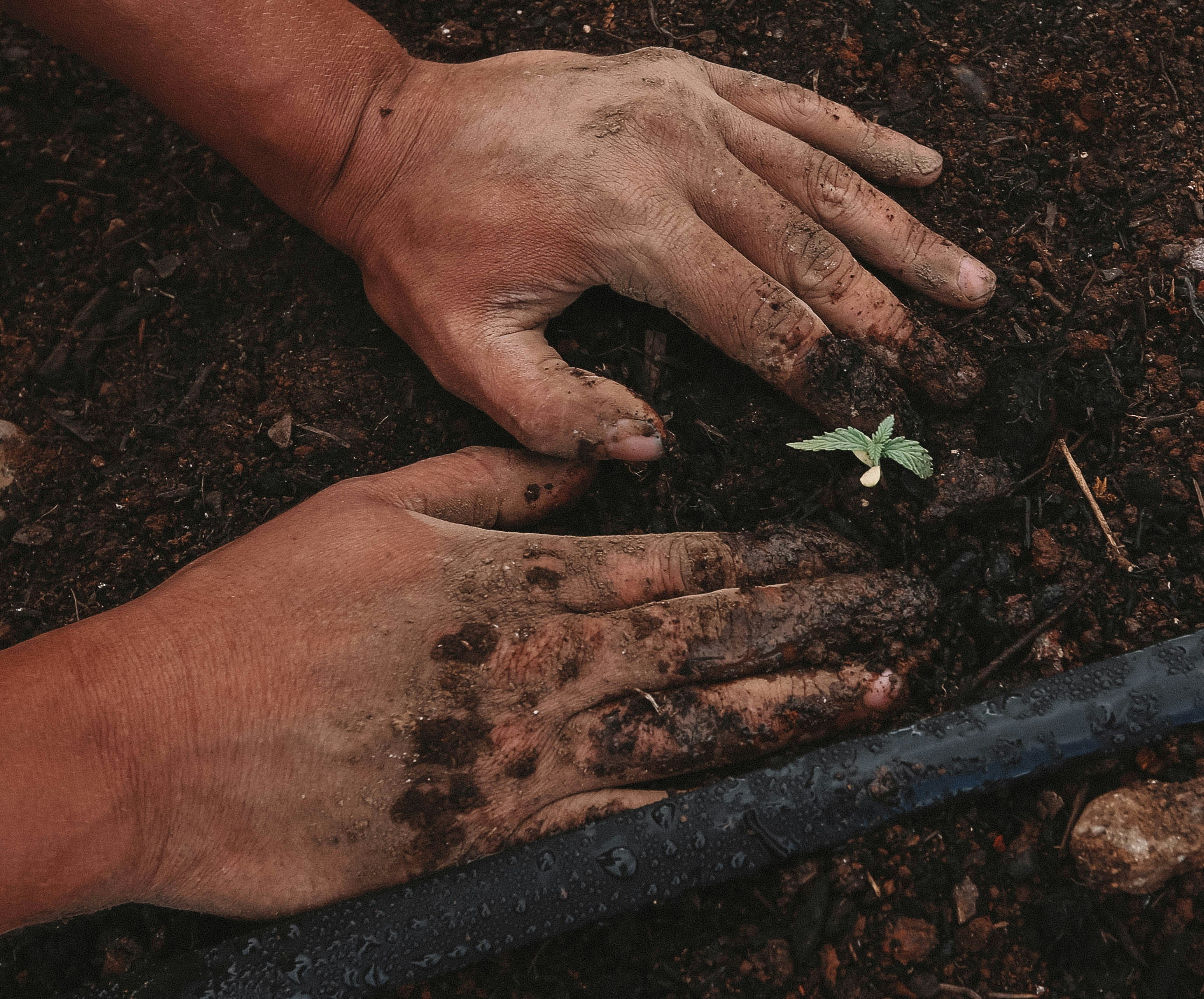 Regenerative Leadership