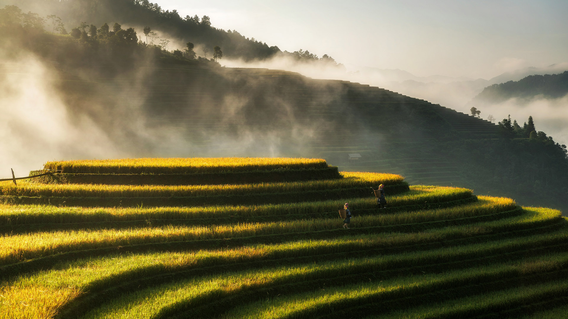 Vietnamese Subtitles