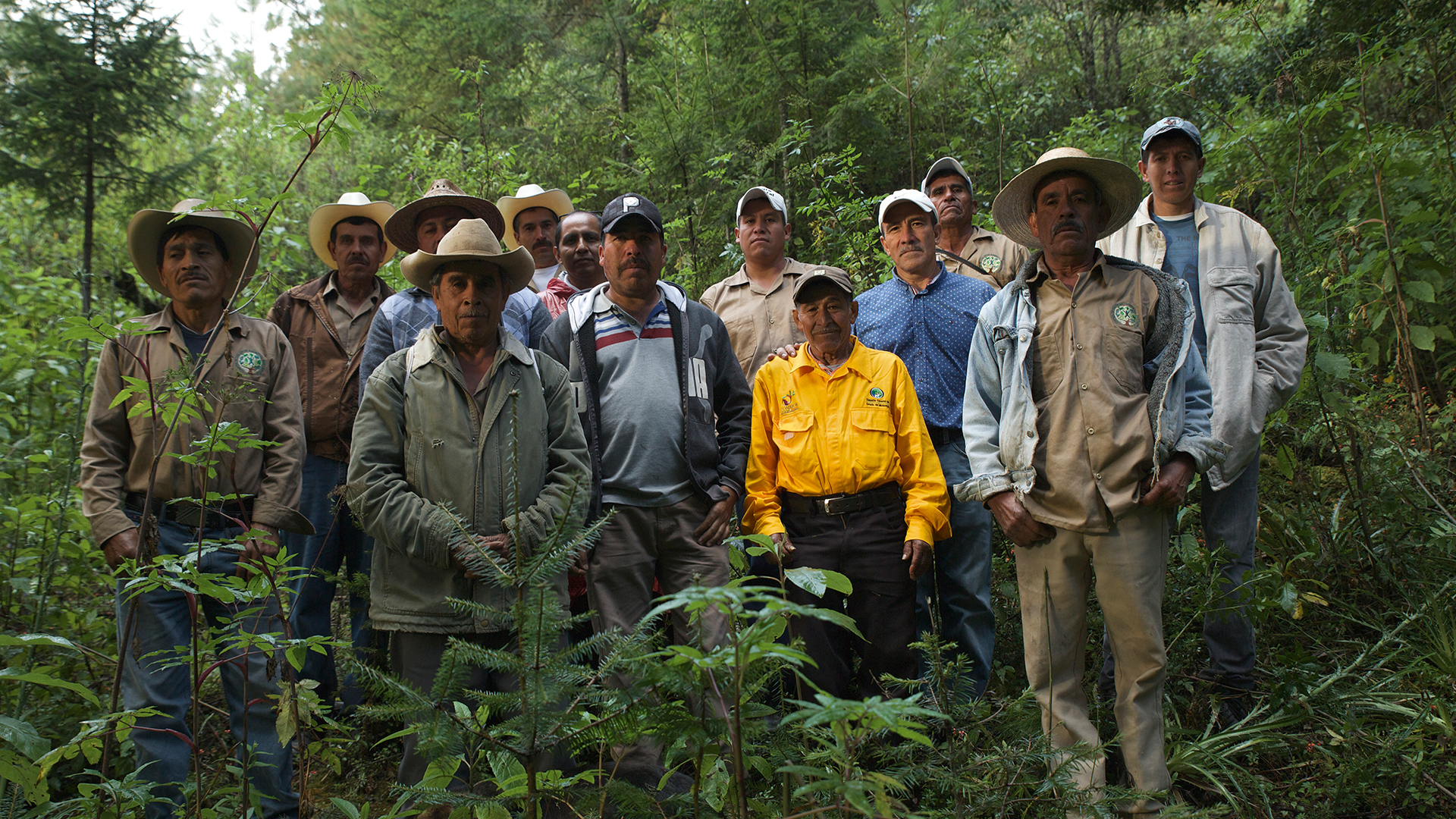 Owners of the Forest