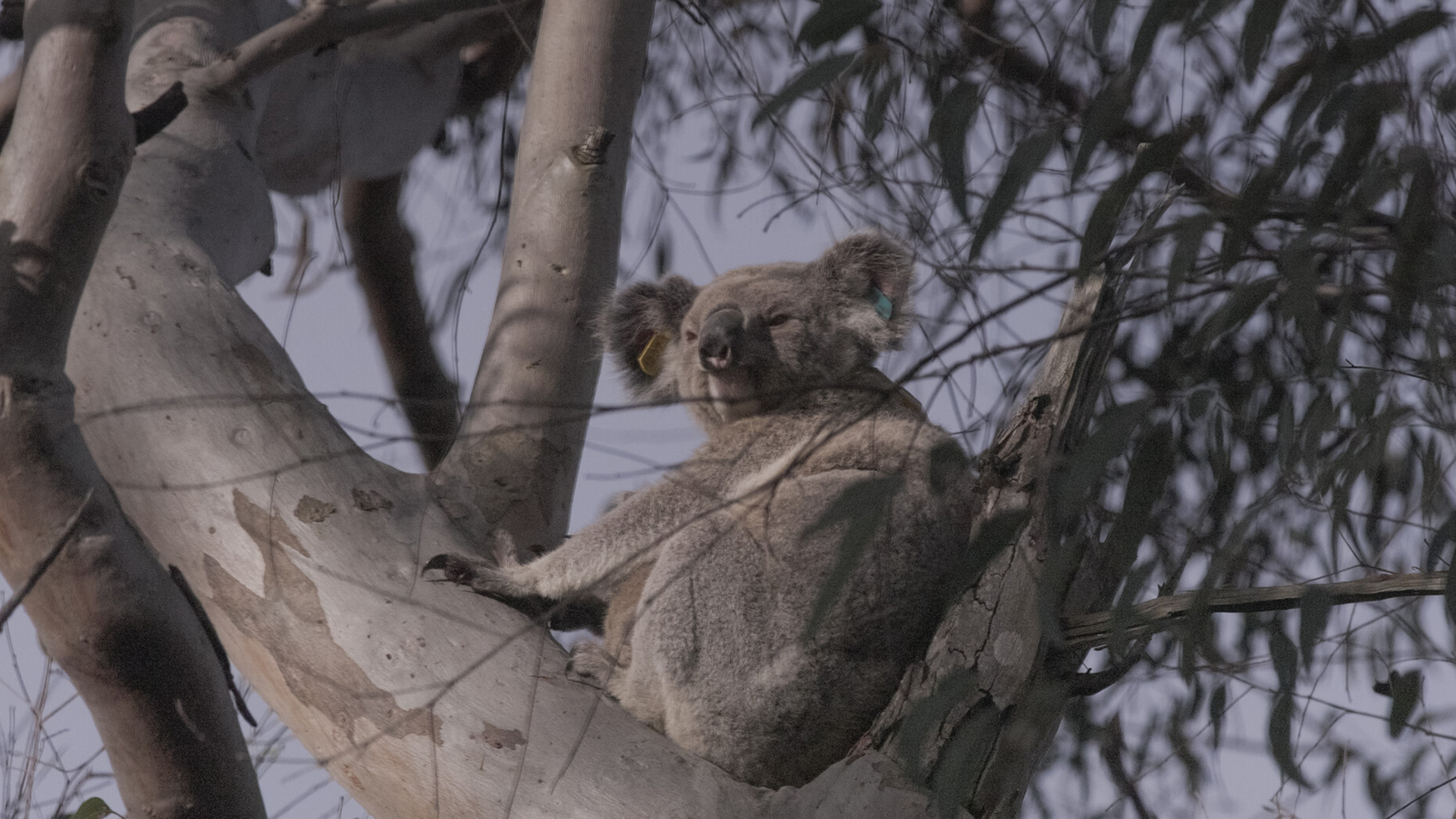 Burnt Country | TRAILER