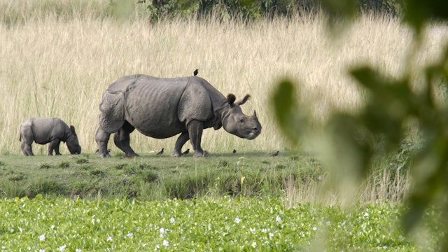 Return of The Rhino