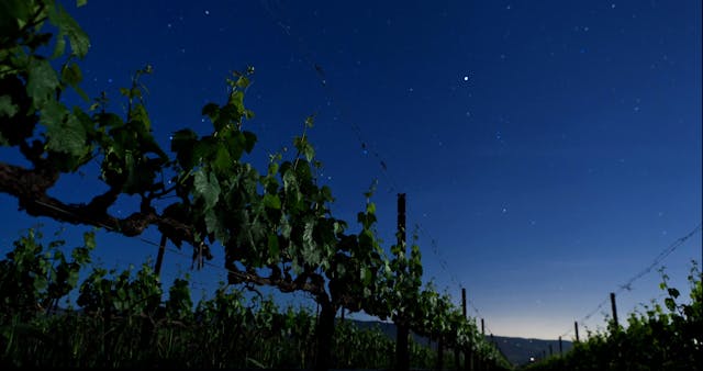 Napa Valley Dreams | Napa Valley, California Documentary 