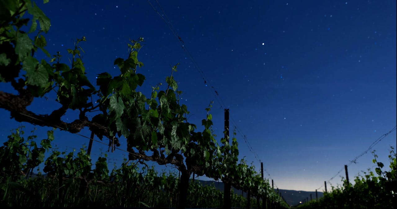 Napa Valley Dreams | Napa Valley, California Documentary 