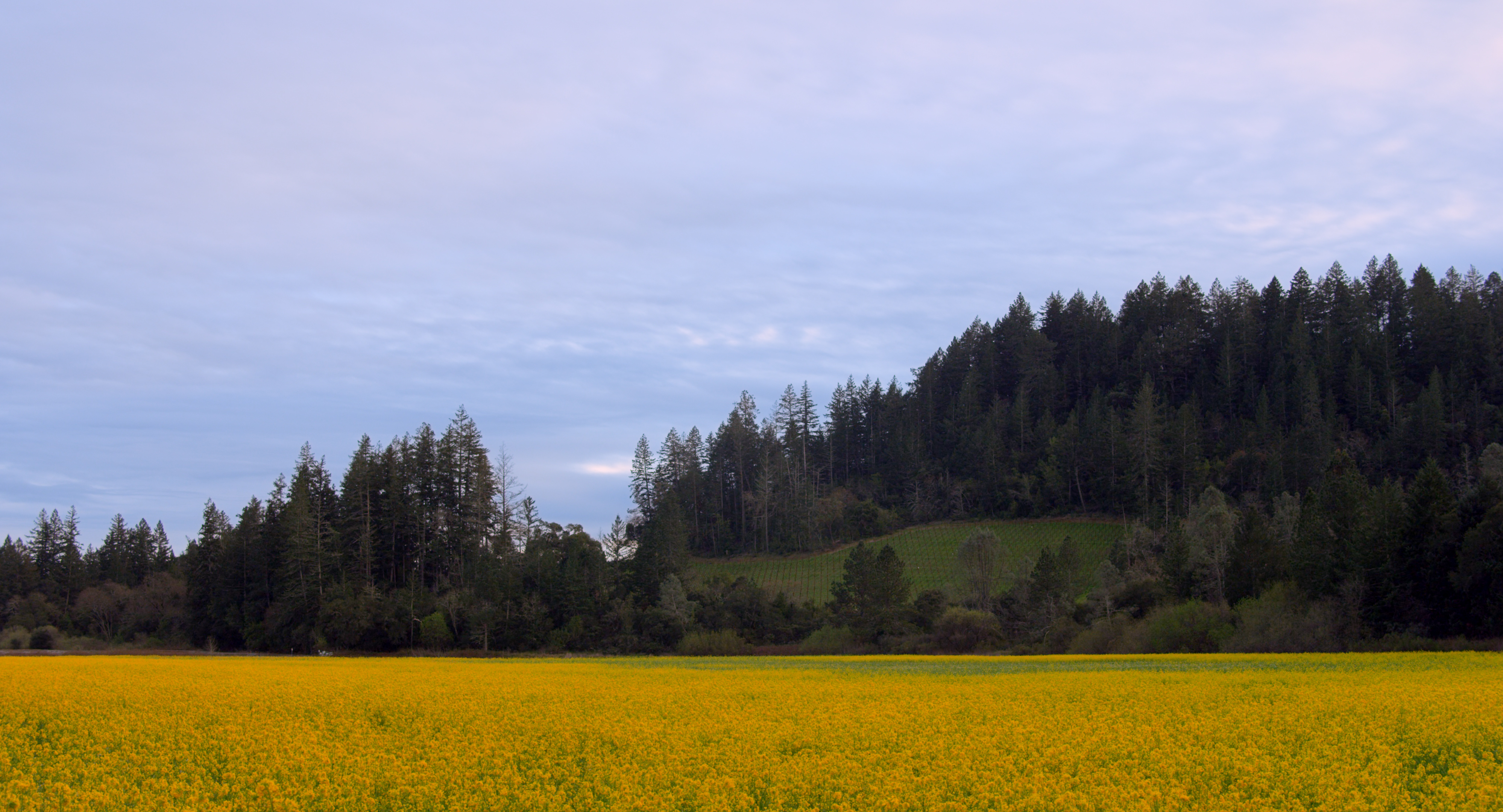 Mustard-Field.jpg