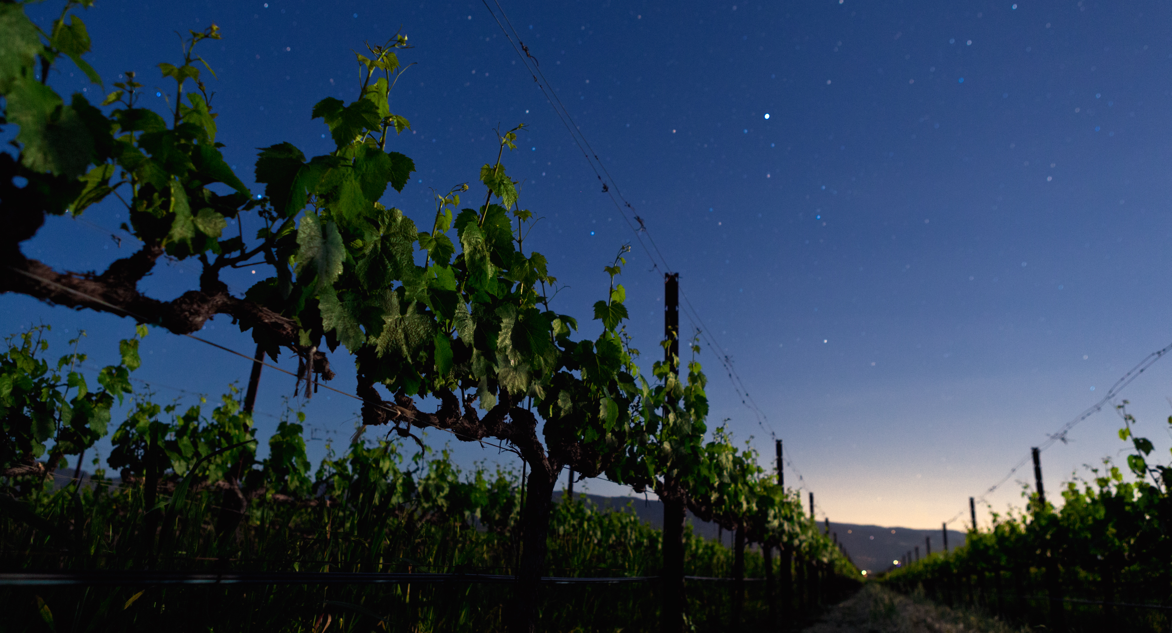 Vineyard-Row-at-Dawn-w-Stars.jpg