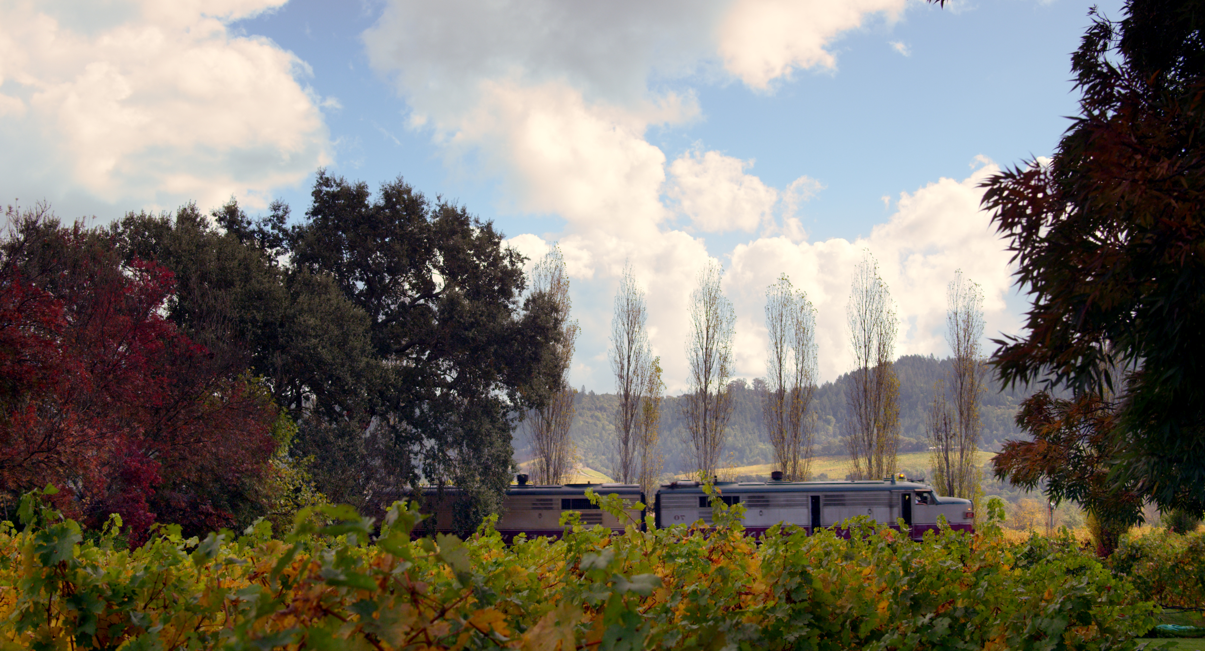 Wine-Train-in-Vineyard.jpg