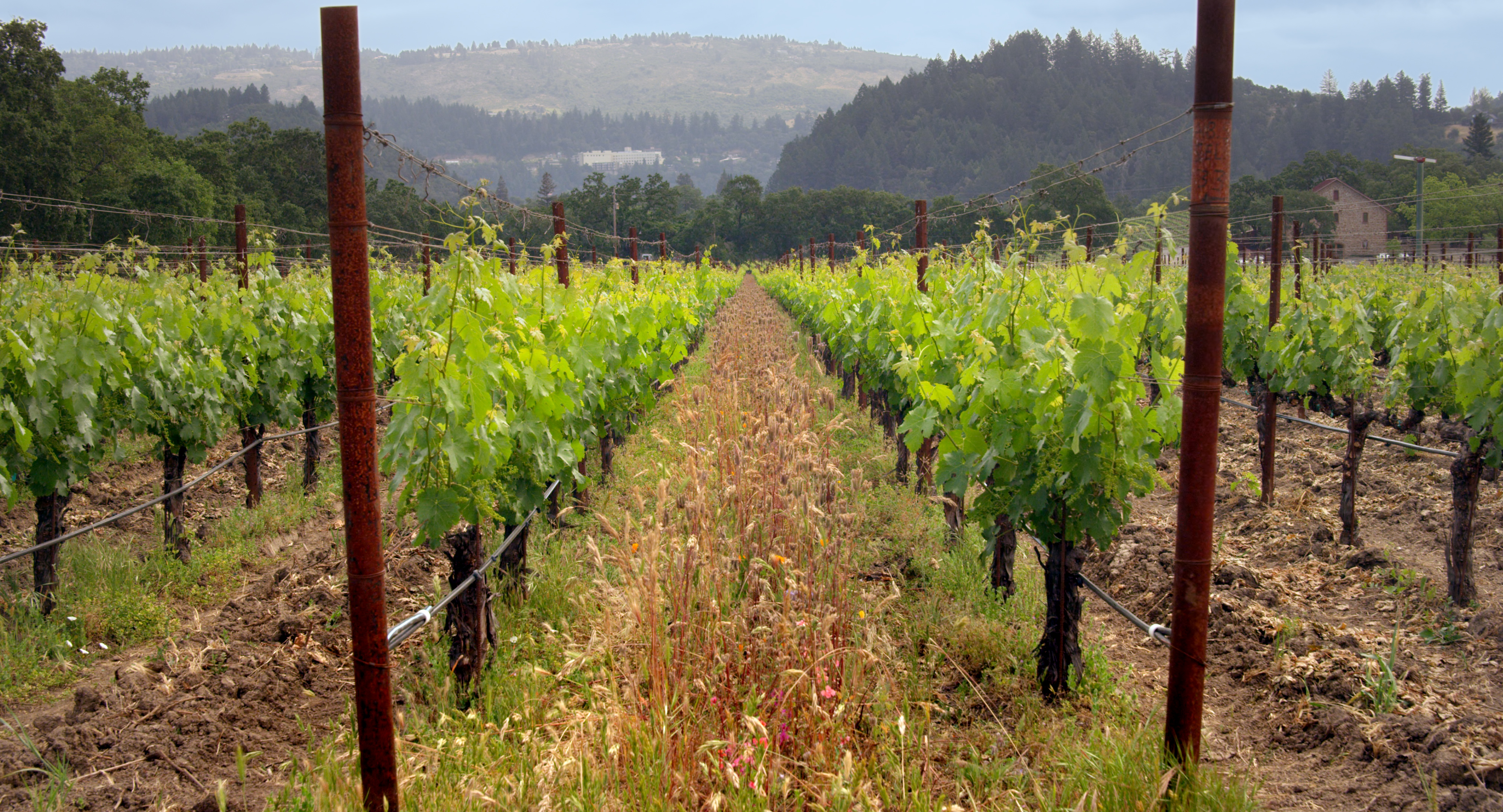 Vineyard-Row-Daytime.jpg
