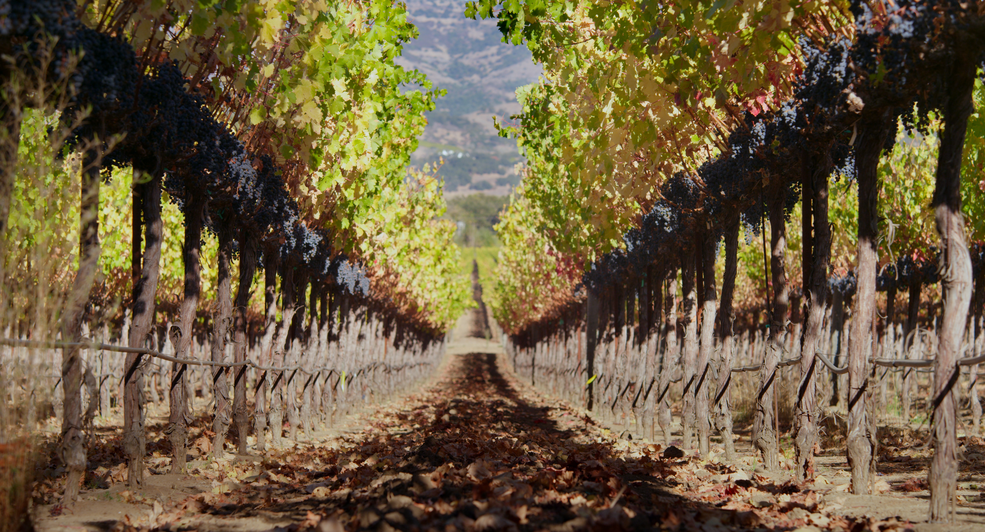 Vineyard-Row-purple-grapes.jpg