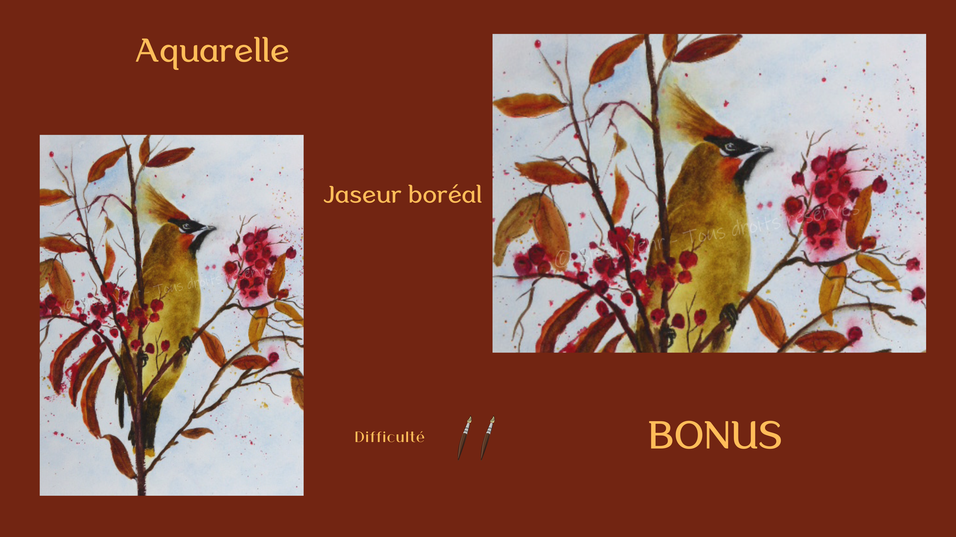 Aquarelle : Jaseur boréal