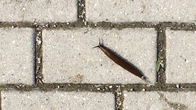 Slug & ant