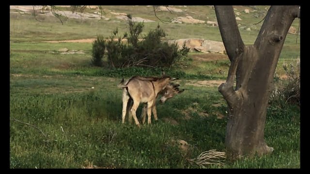 Amorous Wild Donkeys Moreno Valley CA