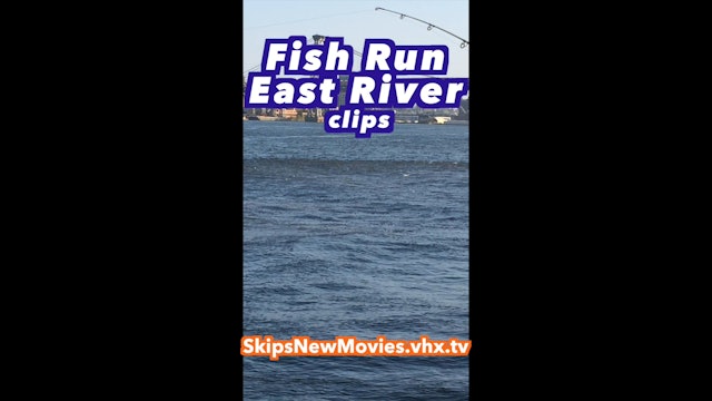 Fish Run East River art clips