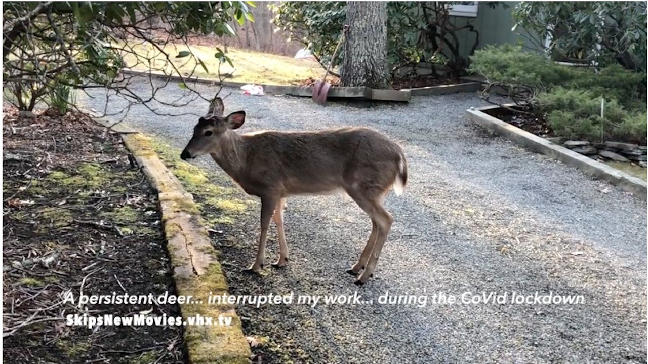 A persistent deer... interrupted my work...