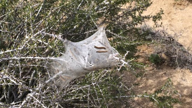 Caterpillars cacooning - Mojave Desert