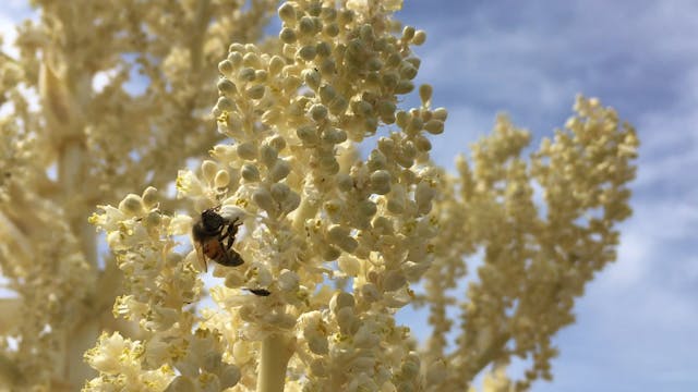 Bee on Yucca Blossom
