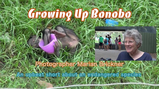 Growing Up Bonobo: Photographer Marian Brickner trailer