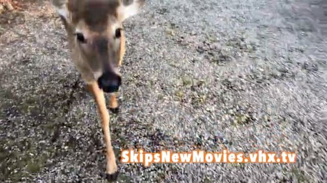 A persistent deer...