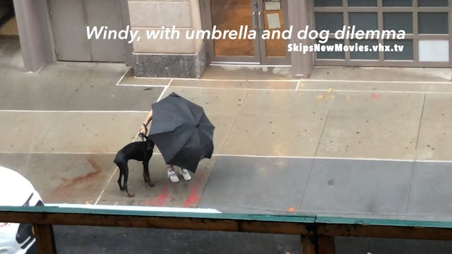 Windy, w umbrella & dog dilemma