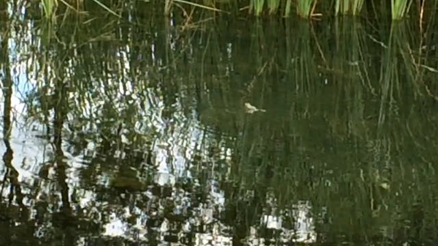 Frog pond (fwds&reverse) 